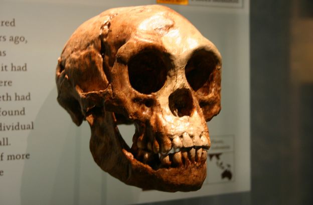 homo-floresiensis-hobbit