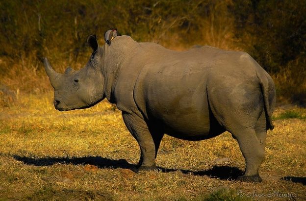 rinoceronte-fango