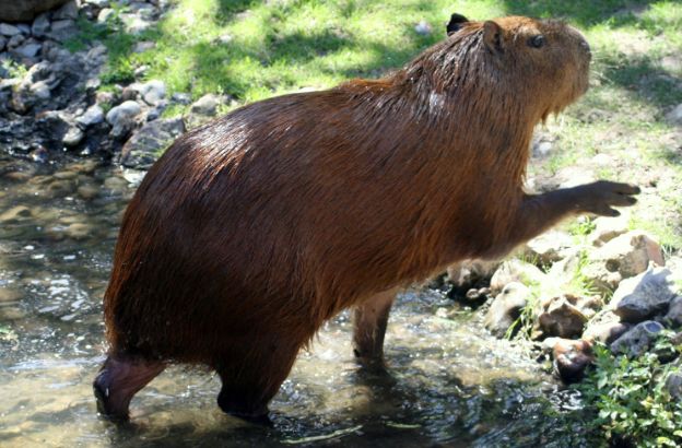 capibara0