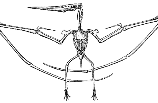 pteosauro