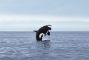 orca-estinzione