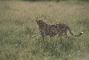 ghepardo-kenya