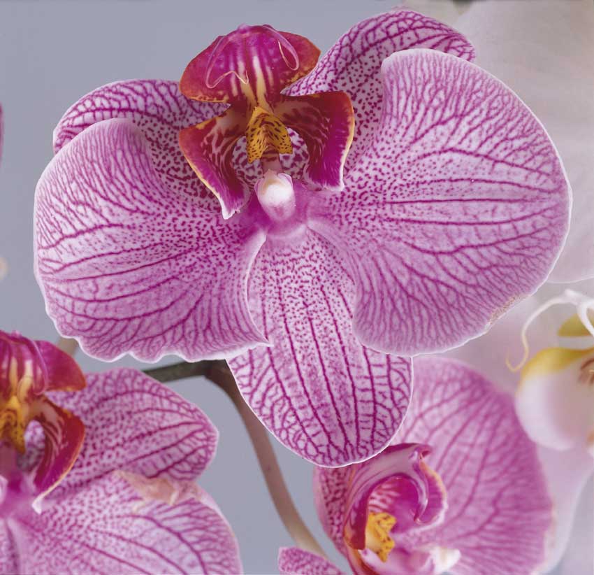 Orchidea Phalenopsis Amabilis Orchidea Phalenopsis Amabilis.
De Agostini Picture Library