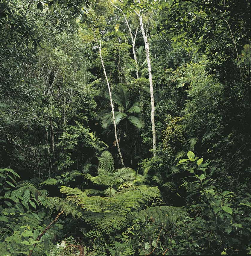 Foresta pluviale australiana Foresta pluviale tropicale australiana. Le grandi foreste pluviali ospitano moltissime specie viventi animali e vegetali, rappresentando la massima biodiversità.
© De Agostini Picture Library.