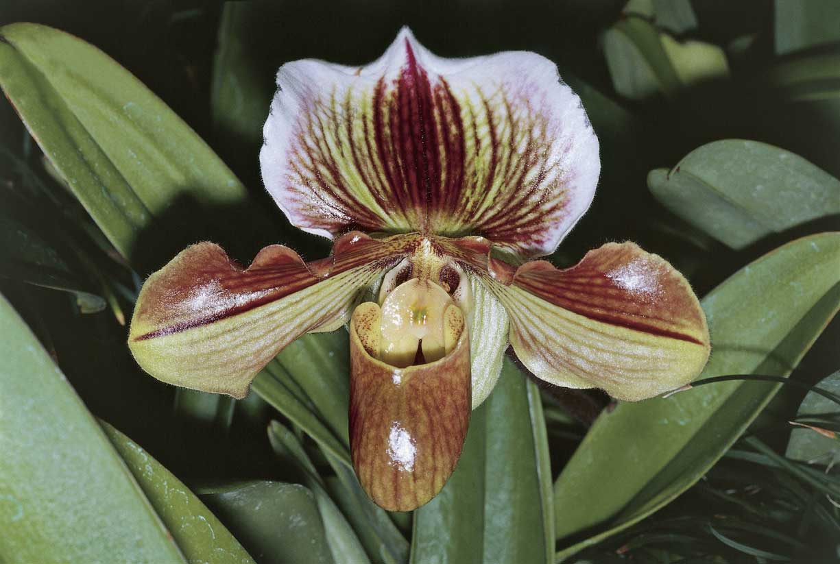 Orchidea Paphiopedilum Orchidea Paphiopedilum, originaria della Polinesia francese.
De Agostini Picture Library