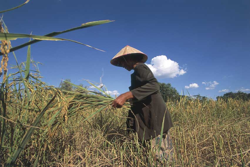 Laos, contadino nella risaia Laos - Dintorni di Vientiane (Viangchan), contadino mentre raccoglie il riso.
© De Agostini Picture Library