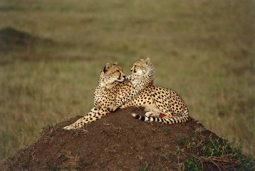 Ghepardo Mamma ghepardo con il suo cucciolo (Acinonyx jubatus). Fotografati nella riserva faunistica di Masai Mara in Kenya.
De Agostini Picture Library