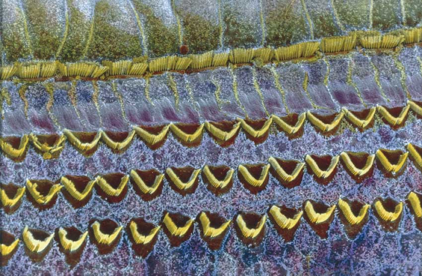 Cellule Ciliare, Coclea Cellule ciliate della coclea dell'orecchio al microscopio.
© De Agostini Picture Library
