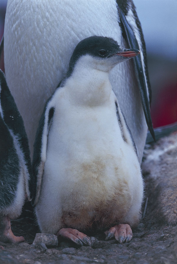Pinguino papua Il pinguino papua vive nella regione circumpolare antartica e predilige le zone con un leggero strato di pack, ma si riproduce in colonie su zone costiere prive di ghiaccio.