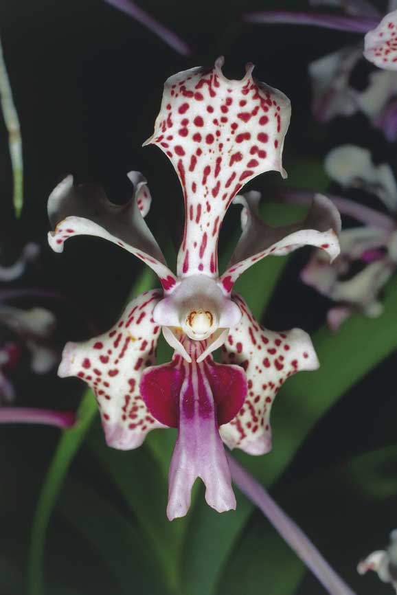 Orchidea della Costa Rica Orchidea originaria della Costa Rica.
De Agostini Picture Library