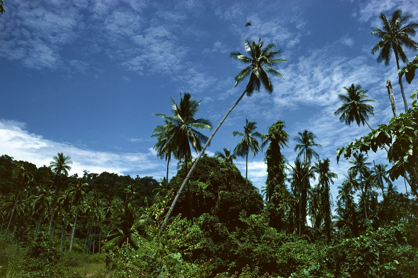 Malaysia, foresta equatoriale con palme da cocco Una parte dell'acqua che cade sul suolo viene assorbita dai vegetali che la restituiscono all'atmosfera mediante il processo della traspirazione. 