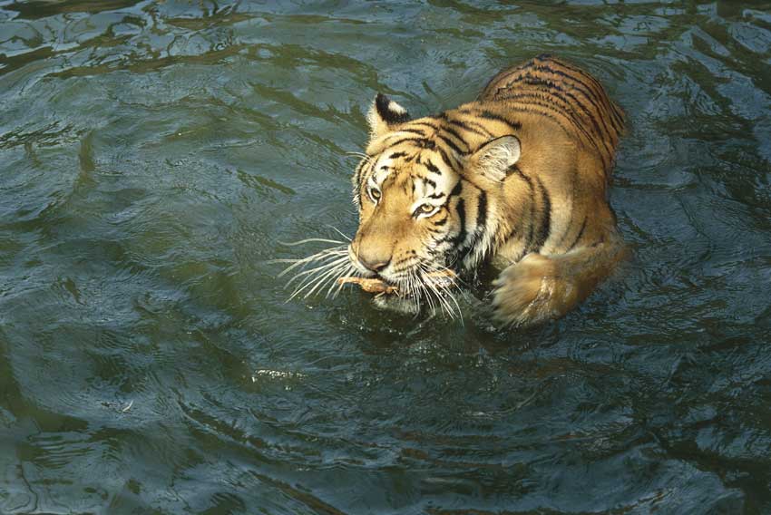 tigre reale del Bengala Esemplare di tigre reale del Bengala (Panthera tigris tigris), anche detta tigre del Bengala o tigre indiana.
De Agostini Picture Library