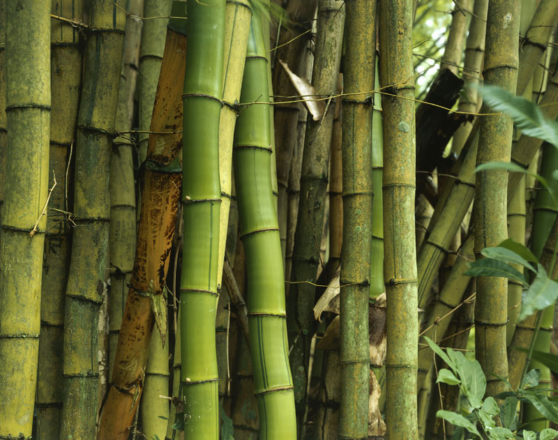 Bambù Il bambù è un materiale versatile ed ecologico usato nella cultura giapponese per la costruzione di templi e fontane.
© De Agostini Picture Library.