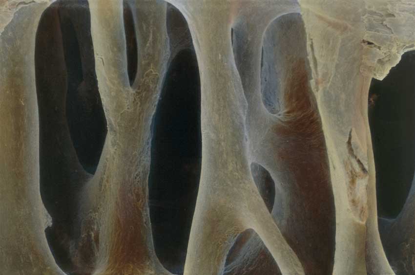 Tessuto osseo Tessuto osseo al microscopio.
© De Agostini Picture Library
