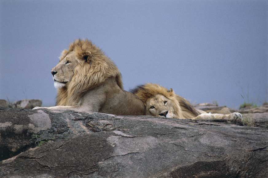 Leoni Due esemplari di leoni (Pantera leo). Fotografati nella riserva faunistica di Masai Mara in Kenya.
De Agostini Picture Library