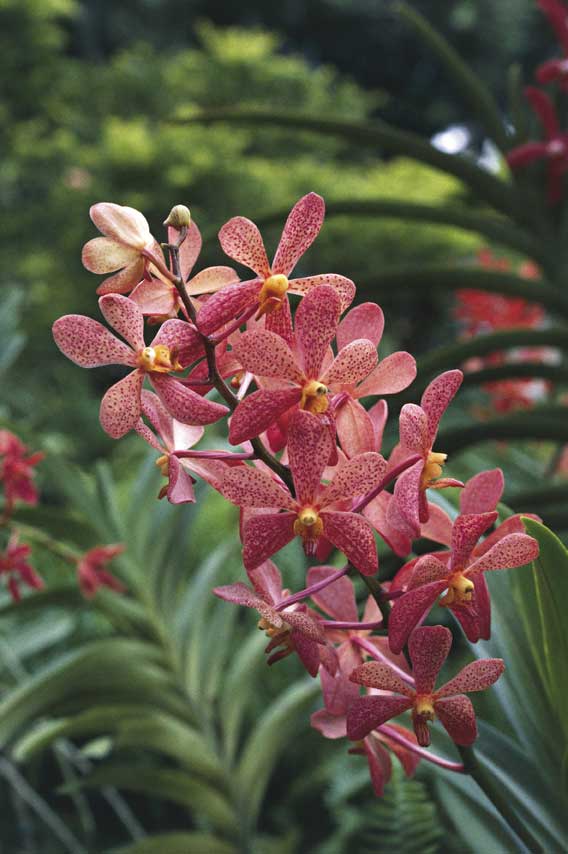 Orchidea di Singapore Orchidea originaria della Repubblica di Singapore.
De Agostini Picture Library