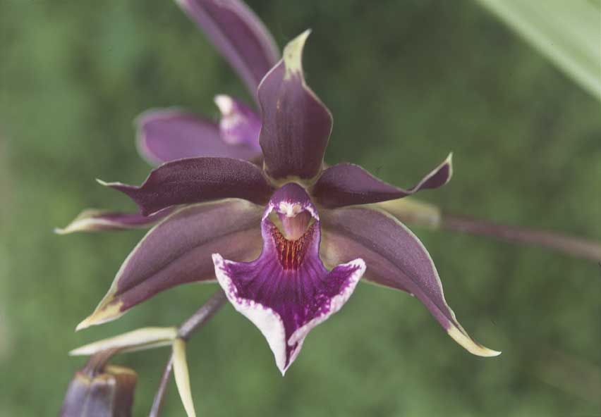 Orchidea Zygopetalum ibrido Orchidea Zygopetalum ibrido.
De Agostini Picture Library
