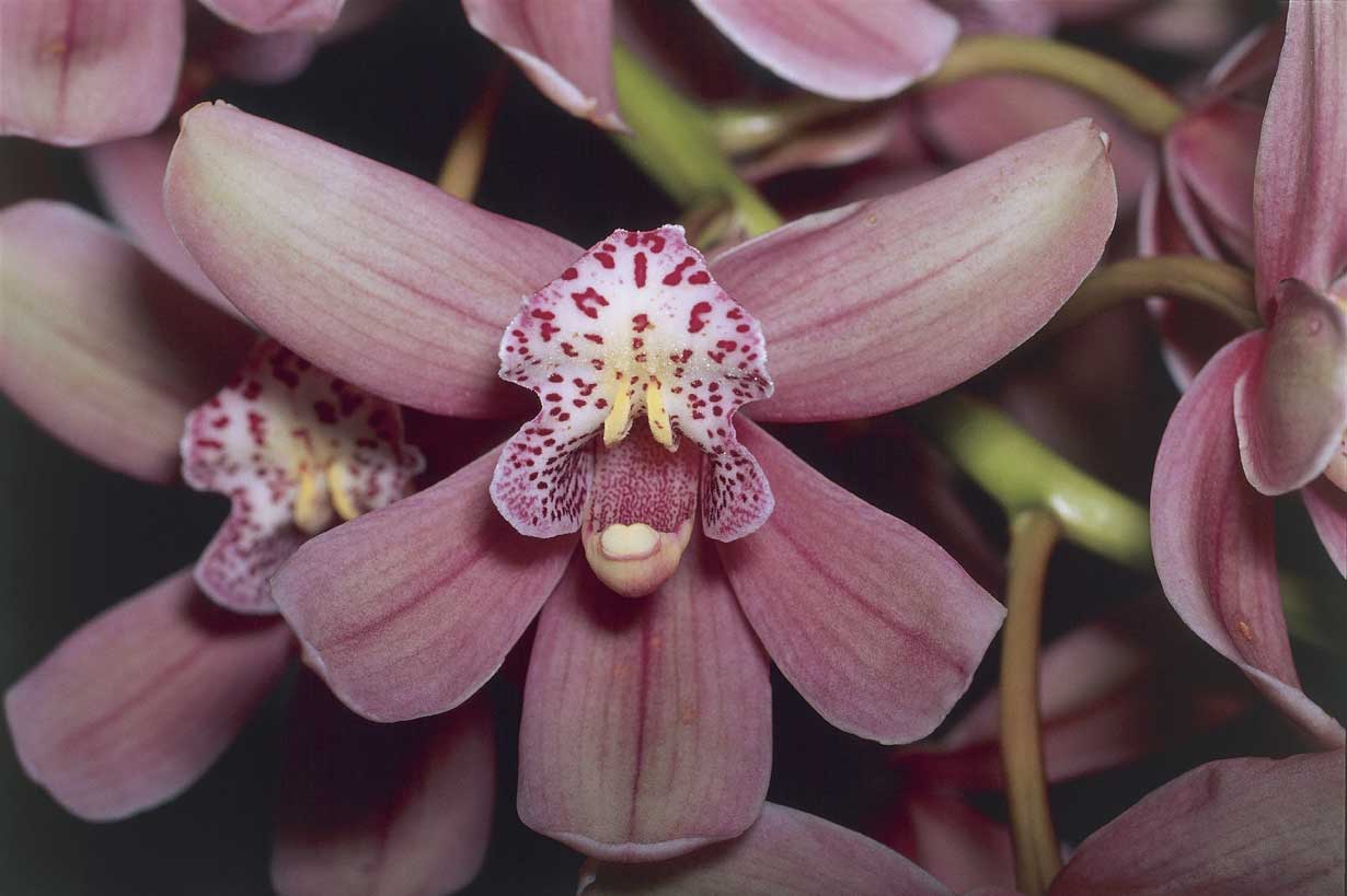 orchidea della Polinesia Orchidea originaria della Polinesia francese.
De Agostini Picture Library