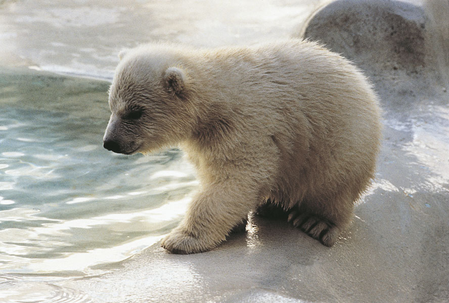 Orso polare Gli orsi trascorrono il periodo invernale in un sonno profondo e le femmine proprio durante questo periodo partoriscono e allattano i piccoli (1 o 2, raramente sino a 4). Alla nascita sono piccolissimi, sino a circa 1/600 del peso della madre nell'orso nero americano, record per piccolezza tra tutti i Mammiferi placentati. La durata della gestazione nelle diverse specie varia da 6 a 9 mesi. 