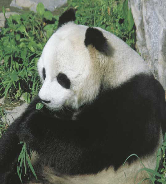 Panda Il panda è divenuto, anche grazie al WWF, simbolo degli animali a rischio d'estinzione.
© De Agostini Picture Library.