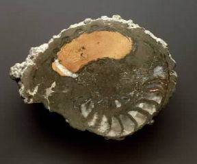 Giurassico. Fossile di ammonite.De Agostini Picture Library / G. Cigolini