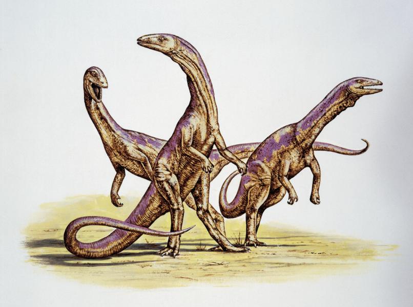 Coelophysis | Sapere.it