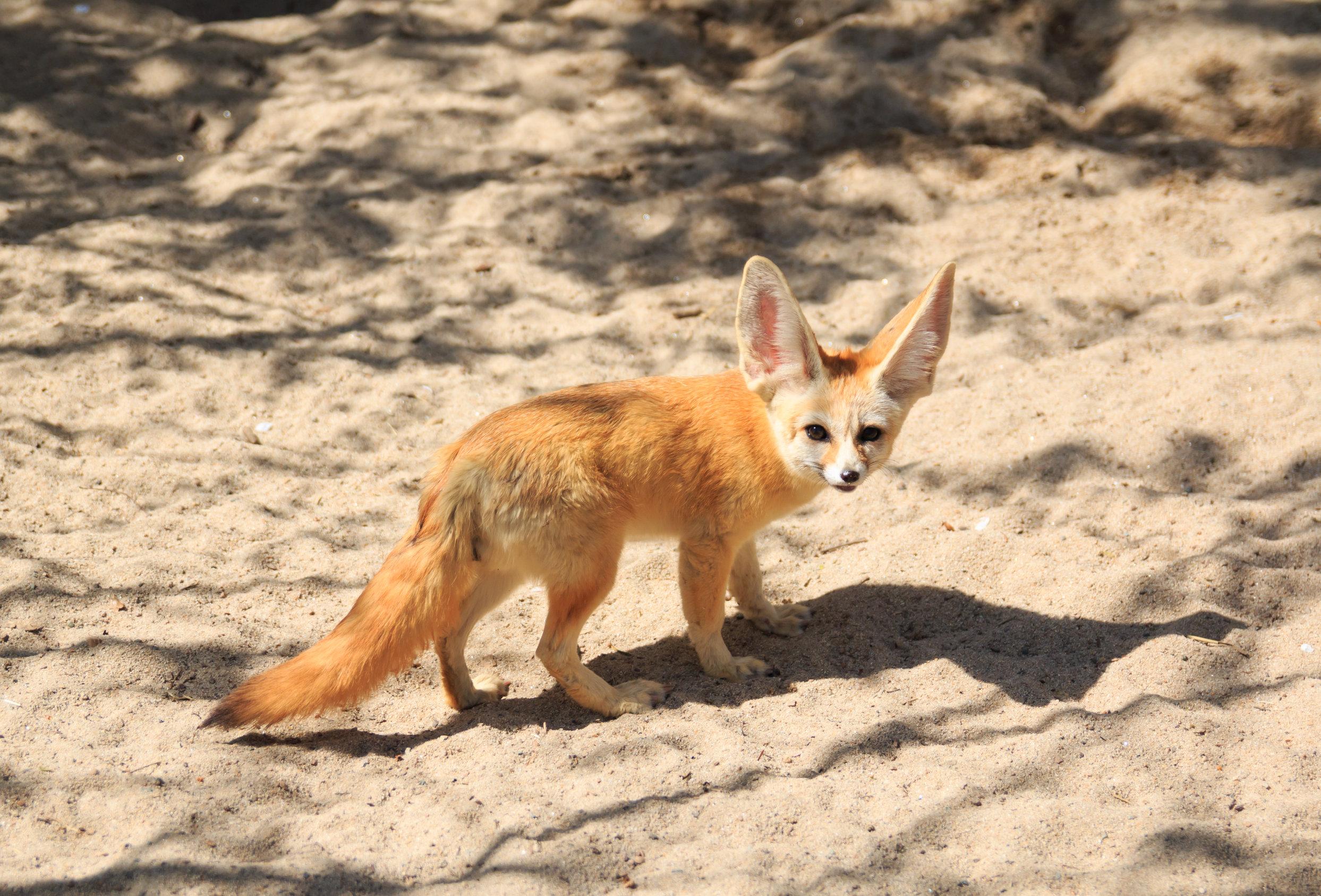 fennec.jpg