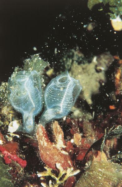 Clavelina lepadiformis Sapere.it