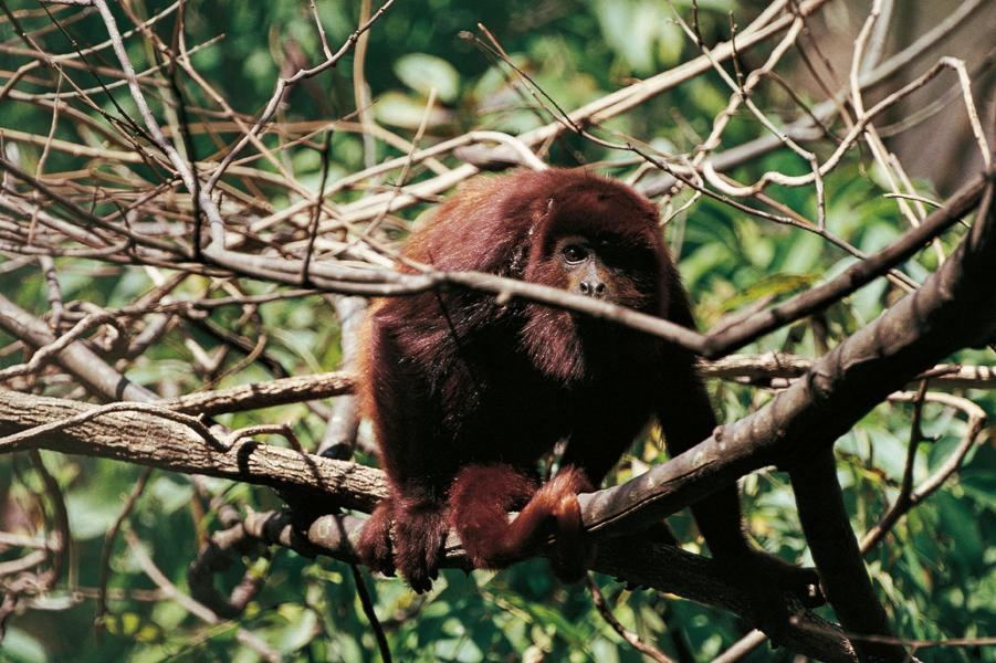 В какой природной зоне обитают обезьяны. Орангутанг Ревун. Обезьяна Ревун ареал обитания. Обезьяна Ревун Коста Рика. Очковый Ревун.