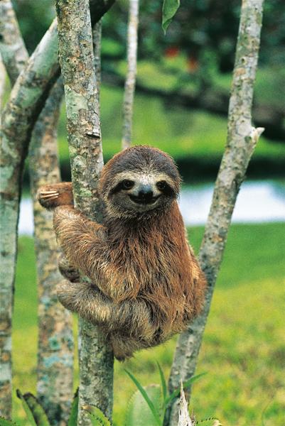 Bradipo tridattilo | Sapere.it