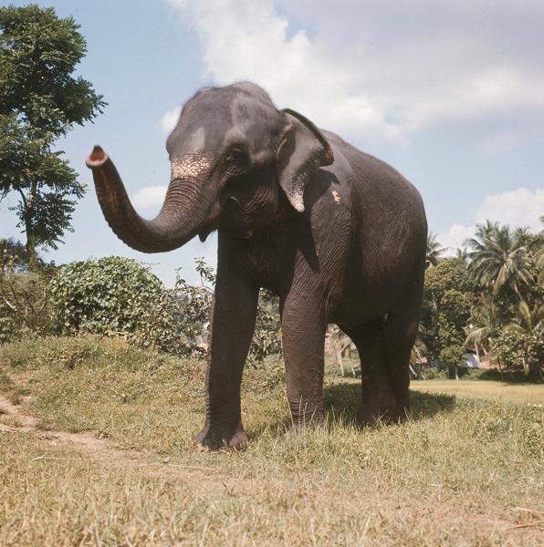 Elefante Indiano Sapere It