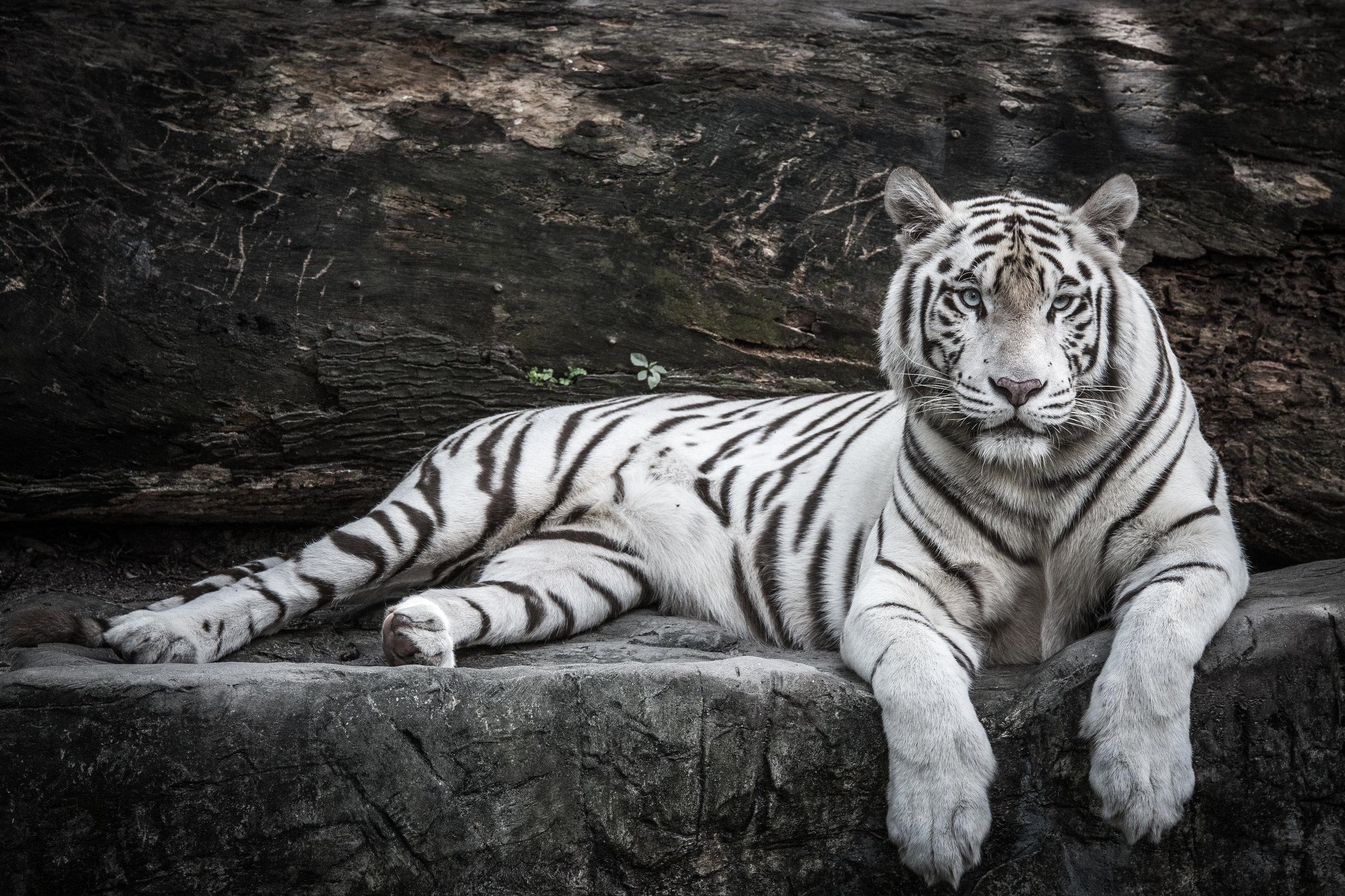tigre-bianca.jpg