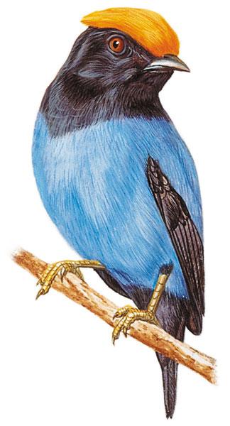 Chiroxiphia Sapere.it