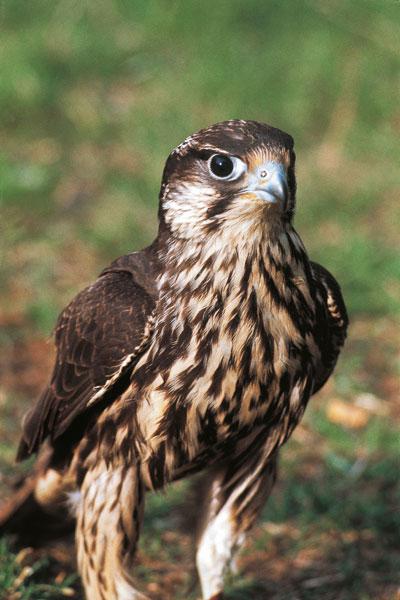 Falco-peregrinus