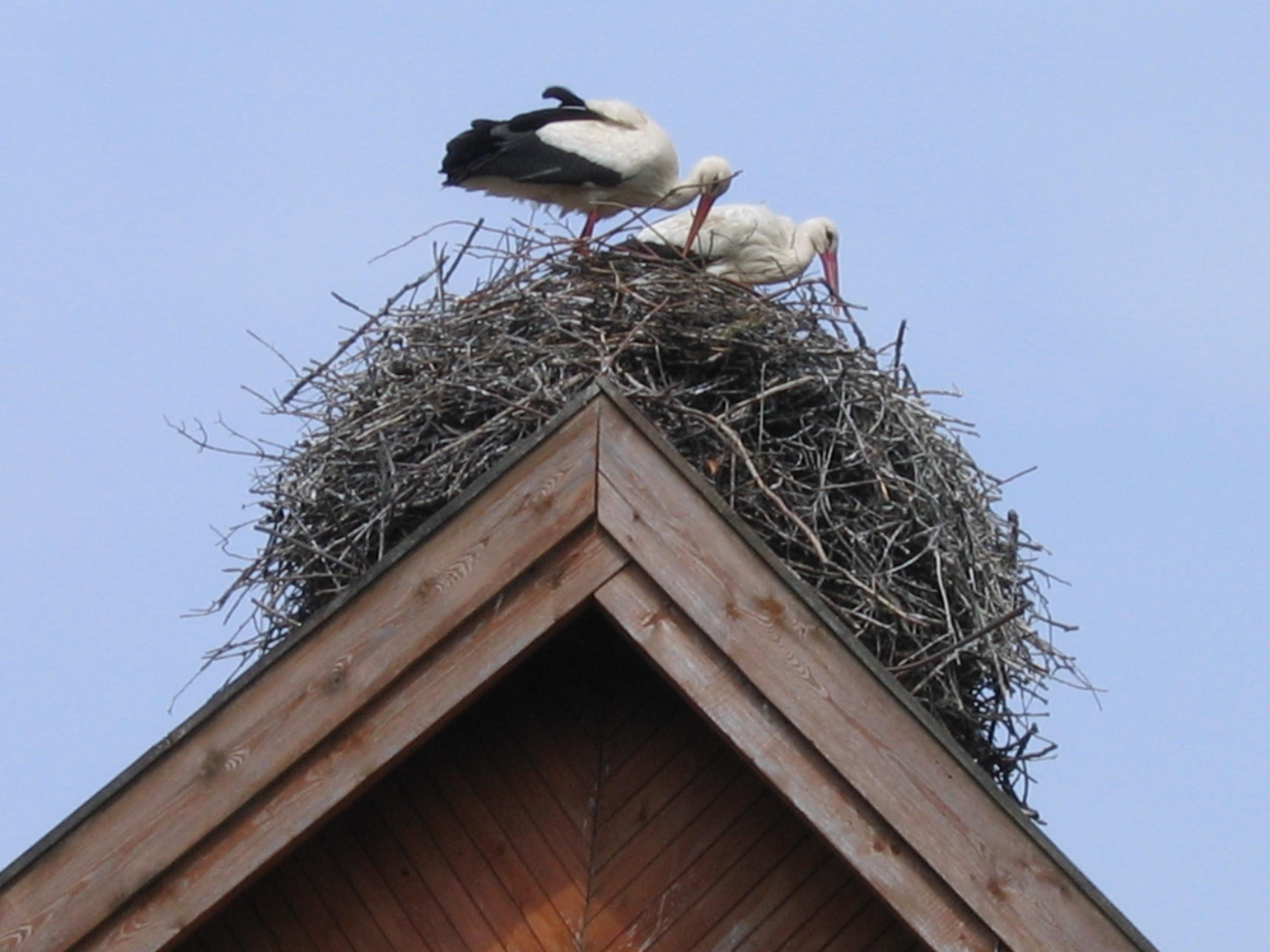 Под крышей дома свили гнездо. Гнездо под крышей. Гнездо аистов. Гнездо на крыше. Птицы вьют гнезда под крышей.