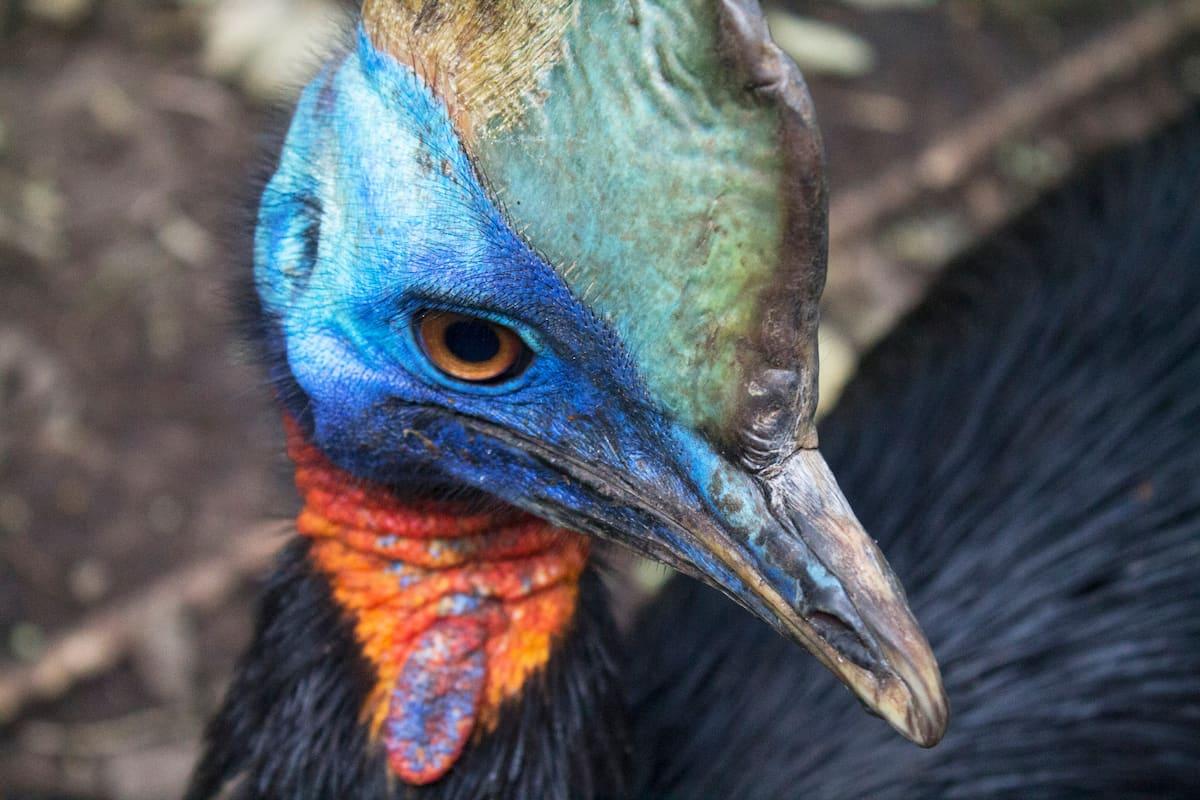 Gli Uccelli Pi Pericolosi Del Mondo Sapere it Gli Uccelli Pi Pericolosi Del Mondo Sapere it