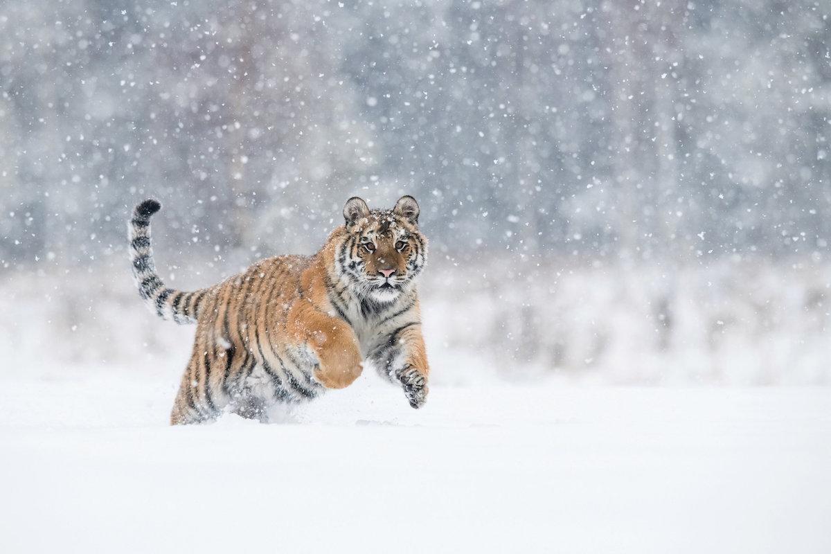 tigre-siberiana.jpg
