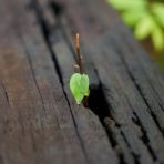 Resilienza: il significato di una parola sempre più attuale
