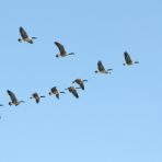 Animali che migrano: ecco quali sono