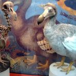 Dodo, il più celebre fra gli uccelli estinti: la sua storia
