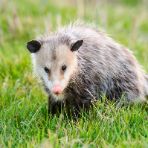 Tanatosi: quali sono gli animali che si fingono morti