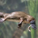 Mammiferi che fanno le uova: ecco quali sono