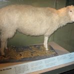 Pecora Dolly: storia del primo mammifero clonato