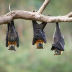 Ecolocalizzazione: 8 animali che si orientano con gli ultrasuoni