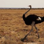 10 uccelli che non volano