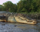 Coccodrilli: i rettili più grandi del mondo