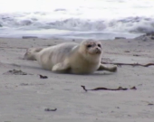 Foche: tenere cacciatrici