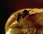 Formiche: le sentinelle dei terremoti