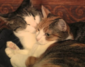 Fusa: il mistero dei felini