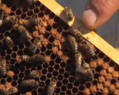 Miele: l'infaticabile lavoro delle api